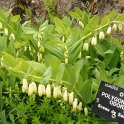 Polygonatum odoratum